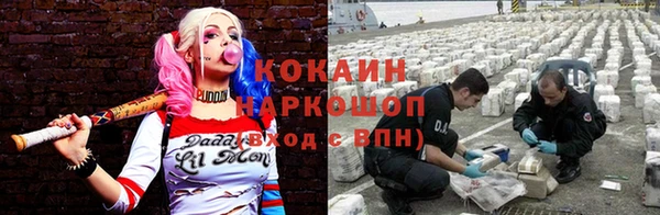 сатива Новозыбков